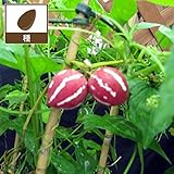 [沖縄すずめうり・ちゅらウリ・琉球スズメウリ 観賞用 春まき タネ]オキナワスズメウリの種2袋 ノーブランド品