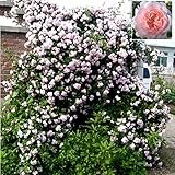 Red Climbing Plant Polyantha Rose Seeds(30 seeds) DIY Home Garden Courtyard Pot Flower Climbing Rose