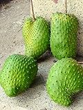 Thai Soursop Annona muricata Annonaceae ThailandMrk