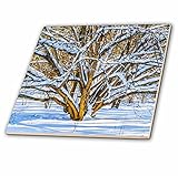 3drose Alexis写真 – Seasons Winter – Sunlit Hazel Nut Bush in a snow covered冬フォレスト – タイル 8-Inch-Glass 