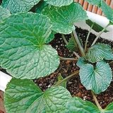 国華園　山菜苗 六方沢ワサビ 2株【※発送が国華園からの場合のみ正規品です】