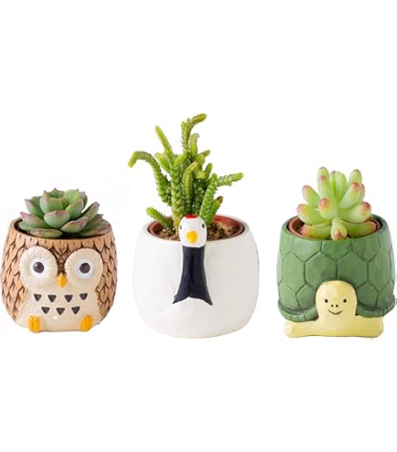 多肉植物　アンストーン 81C1U8vyALL._AC_UF350,