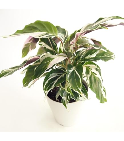 Amazon｜観葉植物 カラテア ホワイトスター 4号鉢 観葉植物 小型
