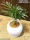テーブルヤシ 観葉植物 鉢植え 陶器 ミニ パーフェクトサークル