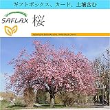 SAFLAX - ギフトセット - 桜 - 30 個の種。- ギフトボックス、カード、ラベル、鉢植え用土壌を含みます。 - Prunus serrulata