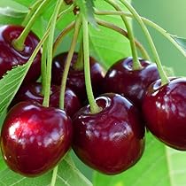 Amazon.co.jp: さくらんぼ苗木 佐藤錦とナポレオン 受粉樹セット : DIY