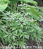 山野草:トウキ(当帰)9cmポット苗【紫桜館山の花屋】