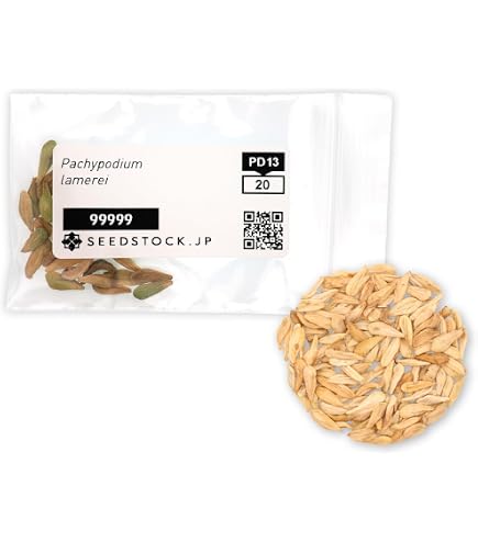 Amazon.co.jp: 272.パキポディウム・ホロンベンセの種子（Pachypodium