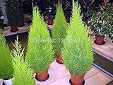 サイプレスの木50pcsの熱い販売コノテガシワオリエンタリス東洋arborvitae種子針葉樹の種DIY家庭菜園