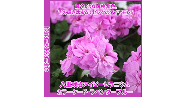 Amazon Co Jp New 限定入荷花付き 人気色 アイビーゼラニウム カラーケード ラベンダーブルー3 5号苗 花苗 Diy 工具 ガーデン