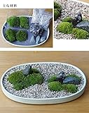 苔が主役の苔盆栽！材料すべてお届けします【苔盆栽（こけぼんさい）キット～矢作砂】