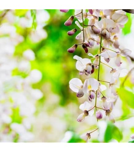 フジ苗A 藤（フジ）「一才藤」の苗木 6号鉢植え : 植物・園芸専門店 花育通販