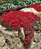 100 Pcs/bag Creeping Thyme Seeds or Rare Color Rock Cress Seeds - Perennial Ground Cover Flower ,Nat