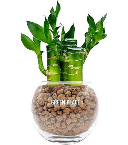 Amazon｜生花【ミリオンバンブー 約50cm前後 5本セット】※花瓶はついて