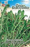 野菜の種 ルッコラ・セルバチカ