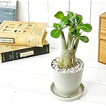 ジルグミ　グランデ　アデニウム　おまとめ Amazon.co.jp: PLANCHU 観葉植物 アデニウム 3.5号鉢 3鉢セット