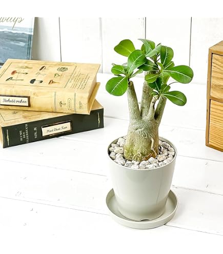 Amazon.co.jp: PLANCHU 観葉植物 アスプレニウム アビス 5号鉢 受け皿