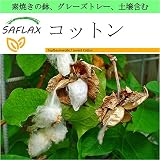 SAFLAX - Garden to Go - コットン - 12 個の種。- 素焼きの鉢、グレーズトレー、鉢植え用土壌、肥料を含みます - Gossypium herbaceum