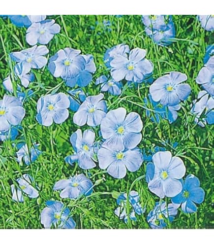 Amazon.co.jp: オシロイバナ ミックス色 苗4株塊根 おしろい花 白粉花