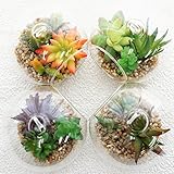 BIO カジュアルグラステラリウム ランダムアソート 多肉植物 エケベリア サボテン 贈り物 卓上 グリーン 癒し 水不要 造花 (ミックスアソート)