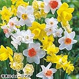 国華園　スイセン 球根 芳香水仙お楽しみ福袋 (花色見計らい・名称付) 40球【※発送が国華園からの場合のみ正規品です】