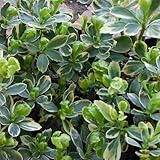 フッキソウ：バリエガータ[斑入り]2株セット[日陰向き！]