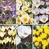 国華園 秋植え球根 寒咲クロッカスセット 6種60球(各10球)【※発送が国華園からの場合のみ正規品です】