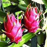 オリジナル包装ピタヤ種子、多年生植物果樹、40粒子についてアンチエイジングホワイトドラゴンフルーツの種子