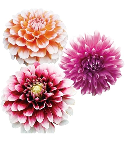 Amazon.co.jp: カフェオレディナープレート ダリア球根、植物、根、花