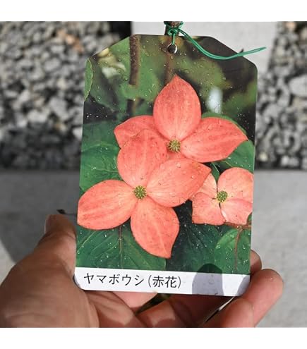 Amazon.co.jp: 源平ヤマボウシ苗 夢心 咲き分け源平ヤマボウシ苗木