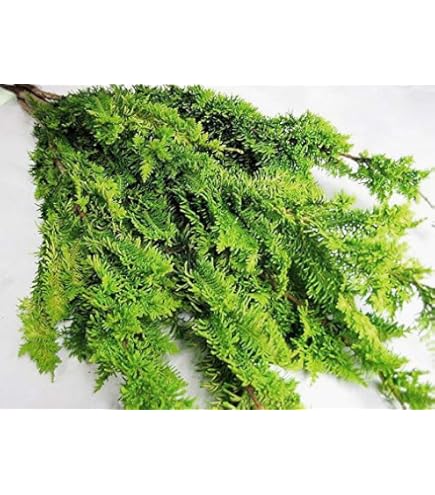 Amazon | PURIZA 生花 ヒムロ杉 サツマスギ クリスマス花材 クリスマス