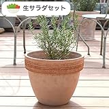 ハーブ栽培セット （ ルッコラ ＆ コリアンダー ）【 生サラダ 用】