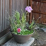 手作り睡蓮鉢(メダカ鉢) 益子焼 彩(SAI) 渦潮 焼締 睡蓮鉢・金魚鉢・メダカ鉢