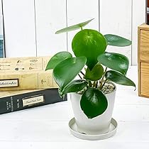 61WUnVv5RML._AC_UL210_SR210,