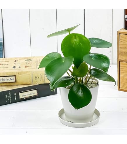 Amazon.co.jp: PLANCHU 観葉植物 アグラオネマ オースピシャスレッド 4