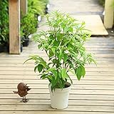 観葉植物　鉢花：レモンマートル