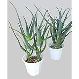 Amazon Co Jp キダチアロエ5号鉢植え 2株ット 無農薬栽培 アロエジュスやヨグトに人気 Diy 工具 ガーデン