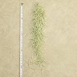 ウスネオイデス スパニッシュモス (太葉)、40cm