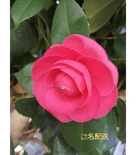 Amazon.co.jp: 紅乙女椿苗花植木苗 地植え苗大きい花苗花木苗 : DIY