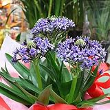 星のソナタ シラー 5号鉢植え 紫色（ブルー）の珍しい球根植物 花ギフト