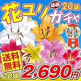 国華園　ユリ　花ユリ球根20球ガチャ（無選別）【※発送が国華園からの場合のみ正規品です】