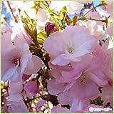 桜（サクラ）苗木　天の川