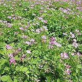 れんげ草（レンゲソウ）の種1kg[タネ][9～12月まき 約300平米分緑肥 窒素固定・景観形成] ノーブランド品