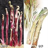 国華園　山菜苗　ウドセット　2種4株【※発送が国華園からの場合のみ正規品です】