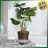 モンステラ 7号鉢・受皿付き 【観葉植物ギフト】