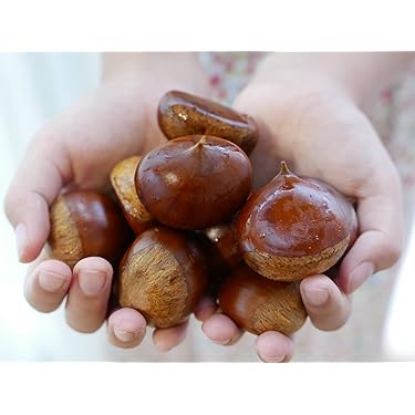 kaokao様　生栗　10キロ kaokao様専用 生栗 10キロ 大