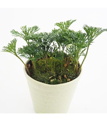 Amazon.co.jp: 杉玉 直径約38cm 屋根. C : DIY・工具・ガーデン