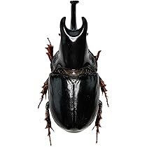 Amazon | そだてて!甲虫王者ムシキング カブトムシ(茶