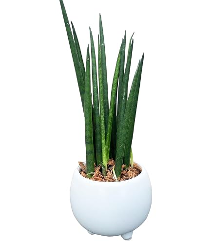 Amazon｜サンセベリア☆虎の尾 2株｜観葉植物 オンライン通販