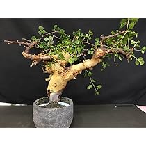Amazon.co.jp: A.発根済み コミフォラ カタフ ソマリア産